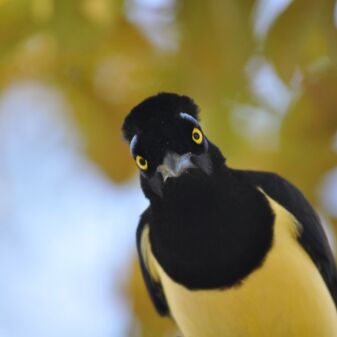 Schwarz-gelber Vogel