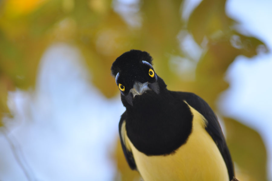 Schwarz-gelber Vogel